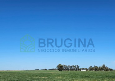 60 HECTAREAS AGRICOLAS 